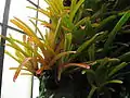 The orange form of Aechmea blanchetiana