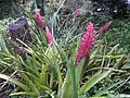 Flowering patch of A. disticantha