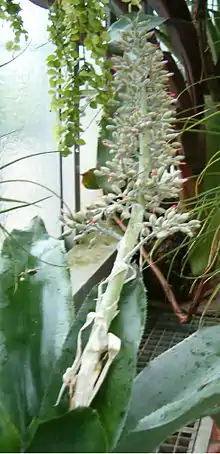 "Aechmea mexicana" inflorescence at the Berlin-Dahlem Botanical Garden and Botanical Museum