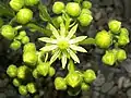 Detail of Aeonium tabuliforme flower