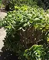 Aeonium balsamiferum