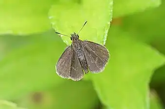 Dorsal view