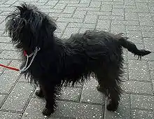 Affenpinscher