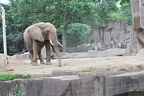 African elephant (Loxodonta)