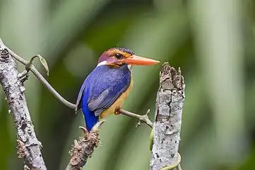 I. p. ferrugina", Ghana