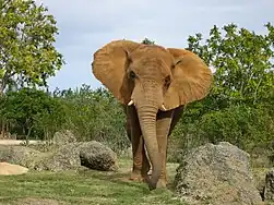 African elephant at the zoo