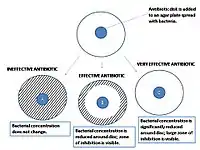 A close-up look at the results of an agar diffusion test.