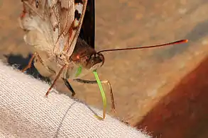 Showing green proboscisCristalino River, Southern Amazon, Brazil