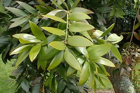 Foliage