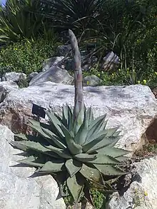 "Agave margaritae" at the Jardin botanique de la Ville de Nice