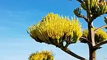 Detail of the flowers