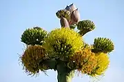 The tip of the inflorescence