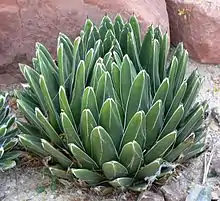 Agave victoriae-reginae