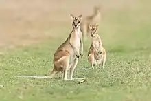 Brown wallabies