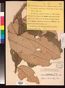 Herbarium specimen of "Aglaia argentea"