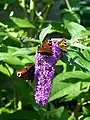 Two Aglais io and an Aglais urticae on Buddleja