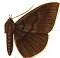 Male