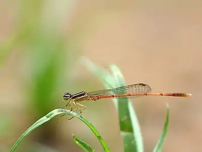 Agriocnemis splendidissima juvenile male