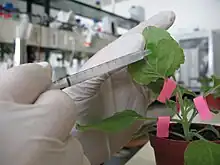 green plant being injected by a needle