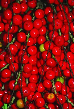 Scores of round, red fruit attached to the stems which formerly bore the flowers. A few green fruit are scattered among the red ones.