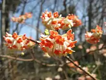 Edgeworthia chrysantha, native to China.