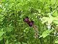 Female flowers (center dark colored) Male flowers (smaller pink lower right)