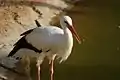 White stork