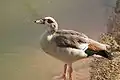 Egyptian goose