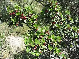 Habit in France