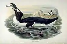 A summer great auk tilts its head back, swallowing a fish.