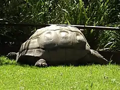 Aldabra giant tortoise