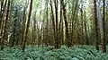 Moss-covered alders rise from a floor of sword fern