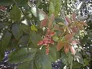 leaves & flowers