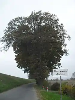 Oak alley - a natural monument