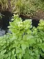 Alexanders, Smyrnium olusatrum, growing by a seasonal pond