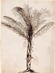 Wallace's sketch of a tree