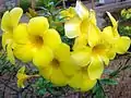 Allamanda cathartica