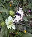 Eastern festoon(Allancastria cerisyi)tribe Zerythiini