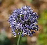 Flower head closeup