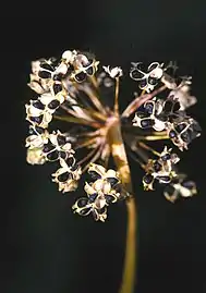 Seed head