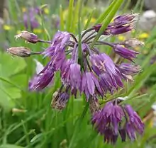 Flowers of Allium farreri