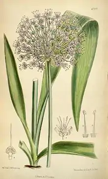 Illustration of "Allium macleanii"