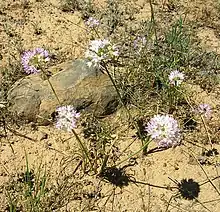 "Allium nevii" in Kittitas County, Washington USA