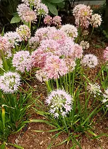 "Allium nutans" at the New York Botanical Garden