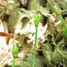 Allium tricoccum with open inflorescence bud