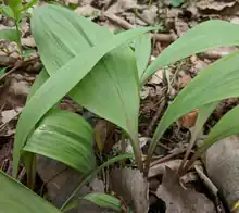 Allium tricoccum variety tricoccum with wide leaves and red pigment