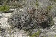 Habit in the Big Desert Wilderness Park