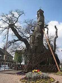 Thousand-year-old oak tree