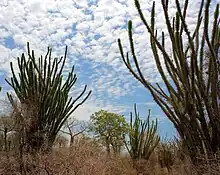 The Madagascar ocotillo, Alluaudia procera, named after the unrelated ocotillo