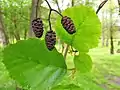 Black alder